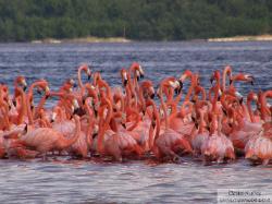 flamingos - flamencos
