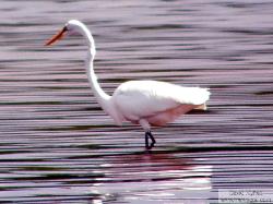 snowy egret - garza nivea