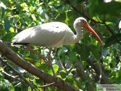 white ibis - ibis blanco