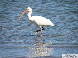 white ibis - ibis blanco