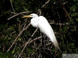 snowy egret - garza nivea