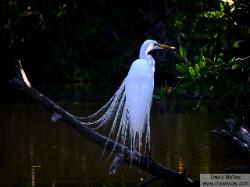 snowy egret - garza nivea