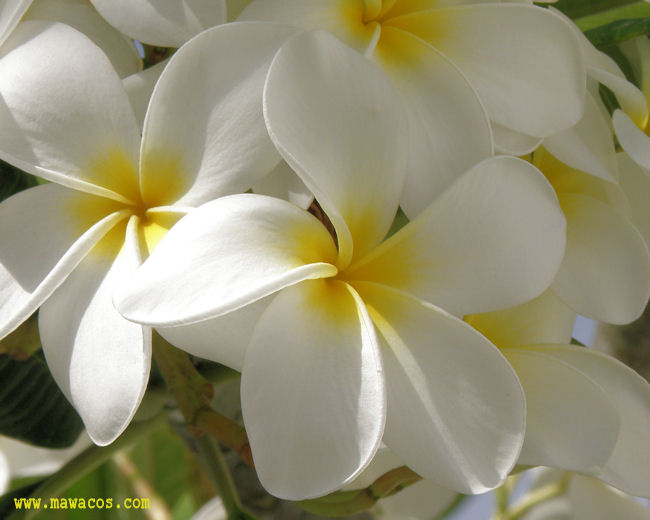 Plumeria Blanca - White Plumeria